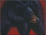 (image for) The Bear Glance